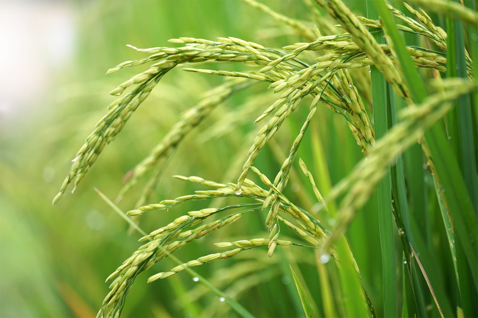 India's agricultural product export crossed USD 50 billions 9 Rice