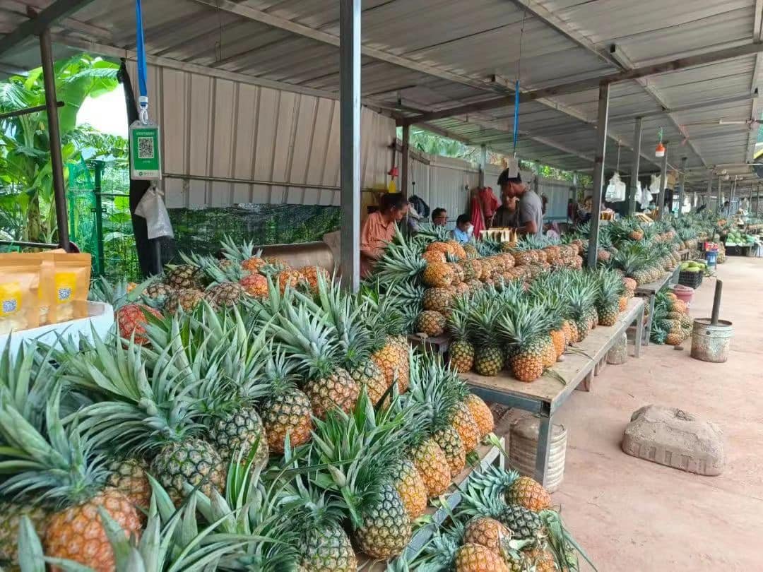 Manipur pineapple success story was narrated during 70th NEC Plenary