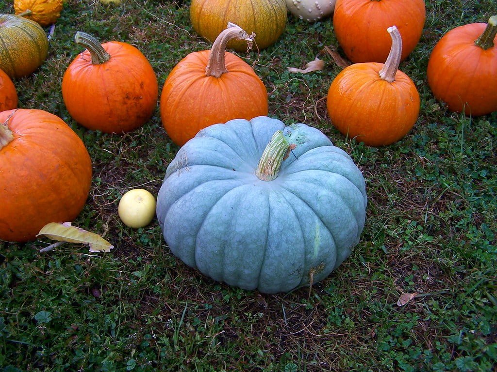 Blue Pumpkin meaning in Halloween 