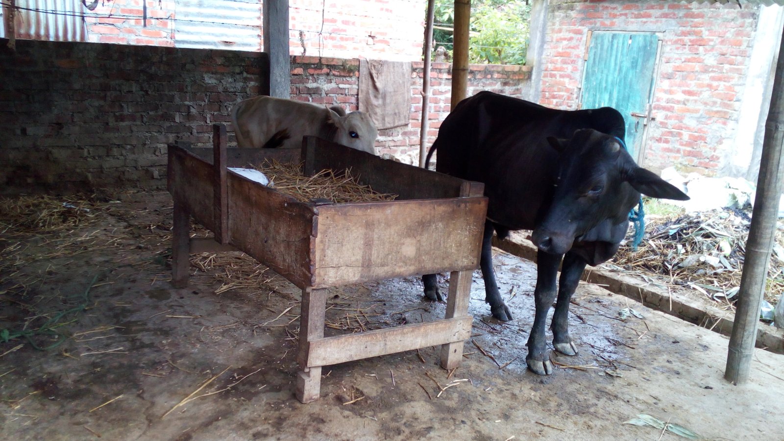 local cow of Manipur