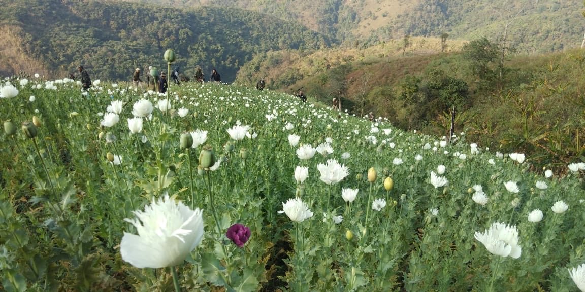 poppy plantation in hills of Manipur