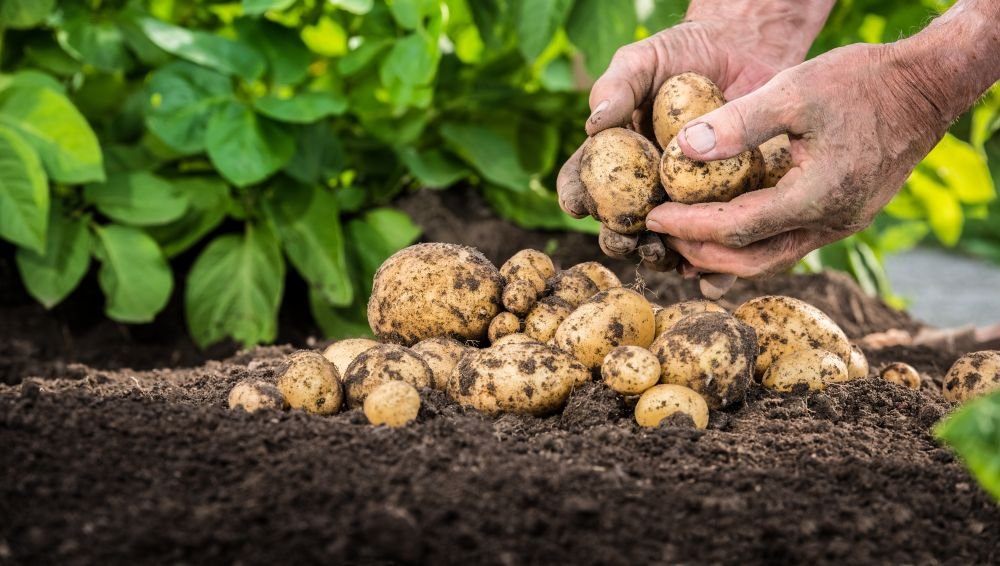 conference on natural farming