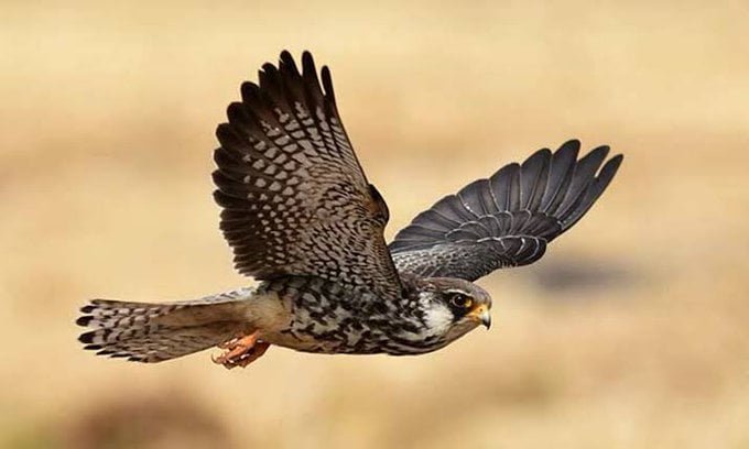 Ban on poaching and selling of Amur Falcon in Manipur.