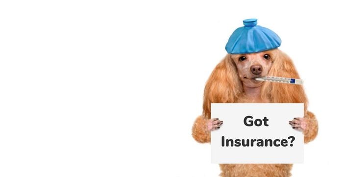 Affordable Pet Insurance in the US