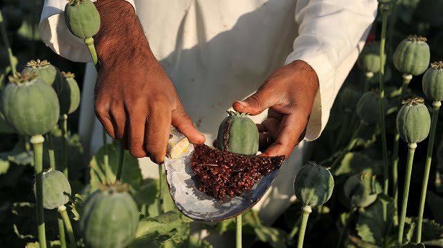 Poppy Cultivation Declines by 95 Percent in Afghanistan