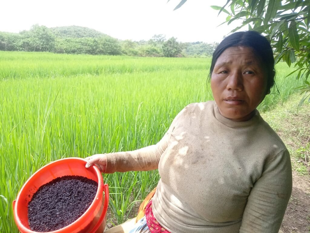 Farmer using rice husk biochar