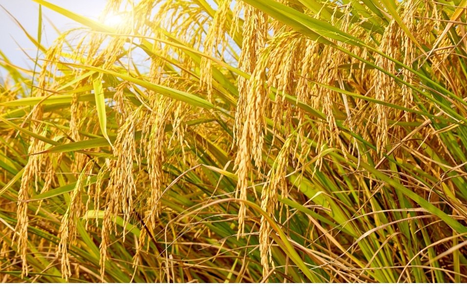 Screenshot 2026 01 08 21 37 12 479 edit com.twitter.android