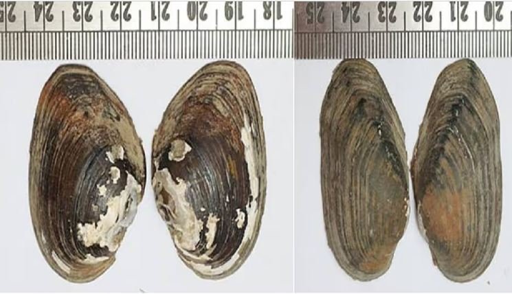 Manipur University Researchers Discover Two New Freshwater Mussel Species 2 Manipur’s freshwater mussel fauna represents a distinctive assemblage shaped by ancient geological and biogeographical processes.